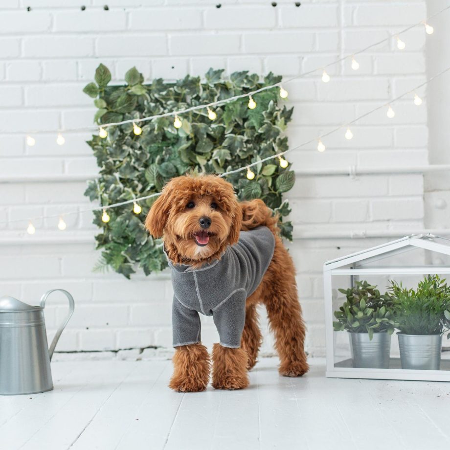 GF Pet Gondola Base Layer for Dogs