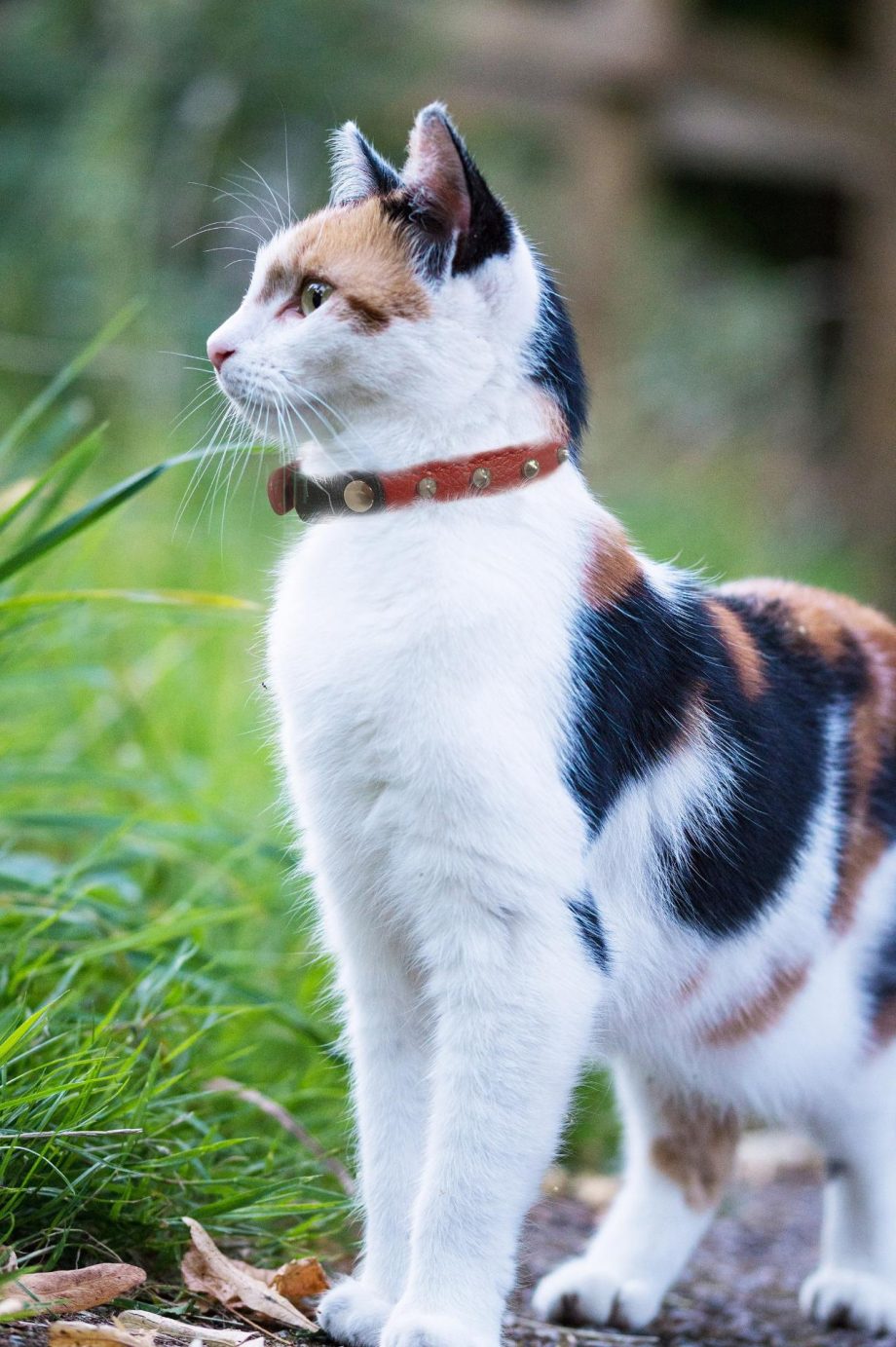 Studded Cat Collar by Angel