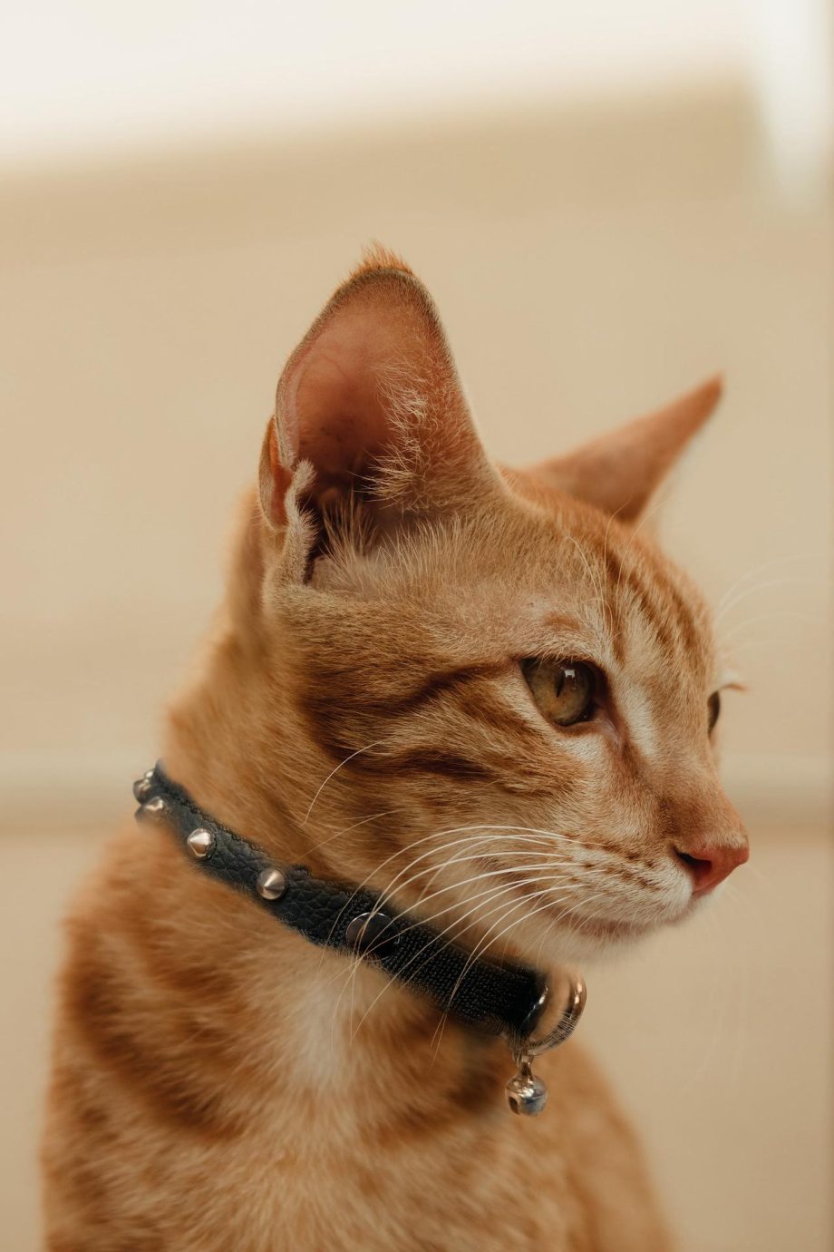 Studded Cat Collar by Angel