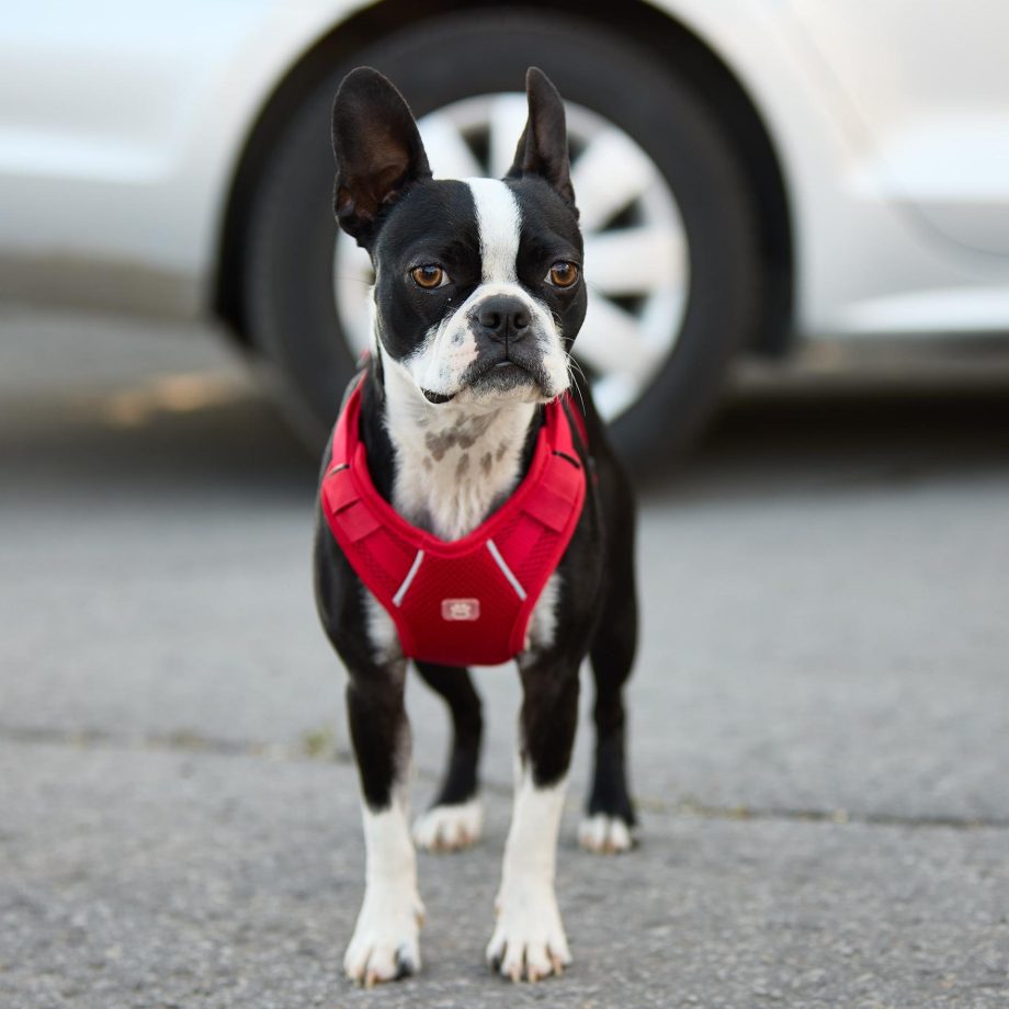 GF Pet Travel Harness