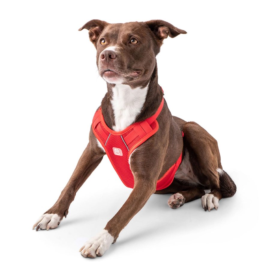 GF Pet Travel Harness