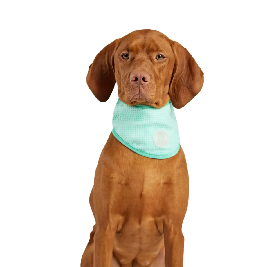 ICE BAND - Dog Cooling Bandana