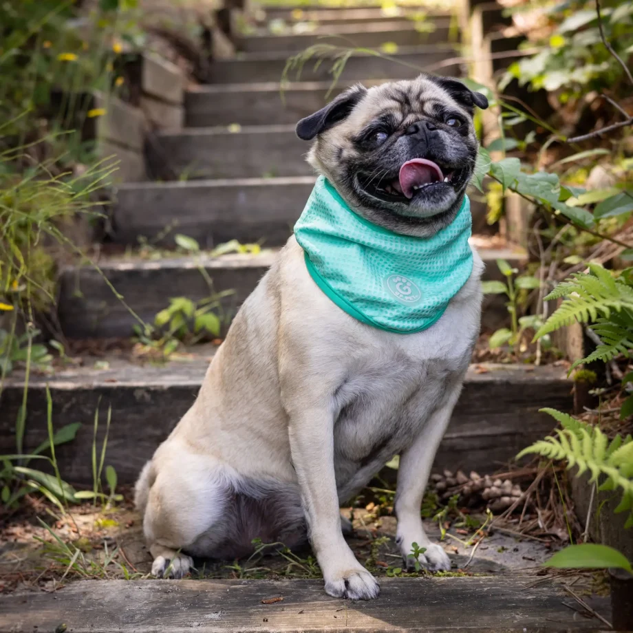 ICE BAND - Dog Cooling Bandana